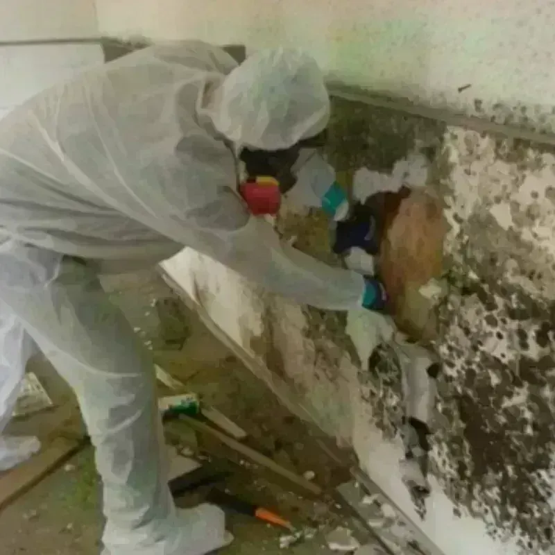 Mold Remediation and Removal in Sturtevant, WI